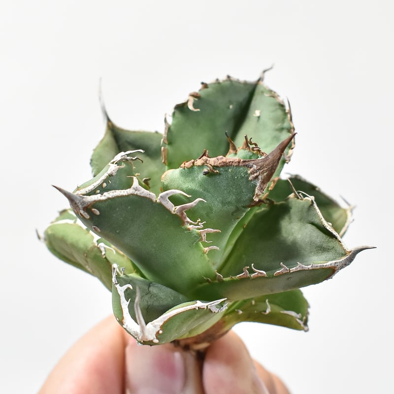 台湾産 アガベ ブツブツ 麻花 中株 小株】チタノタ 台湾産 ブツブツ 検