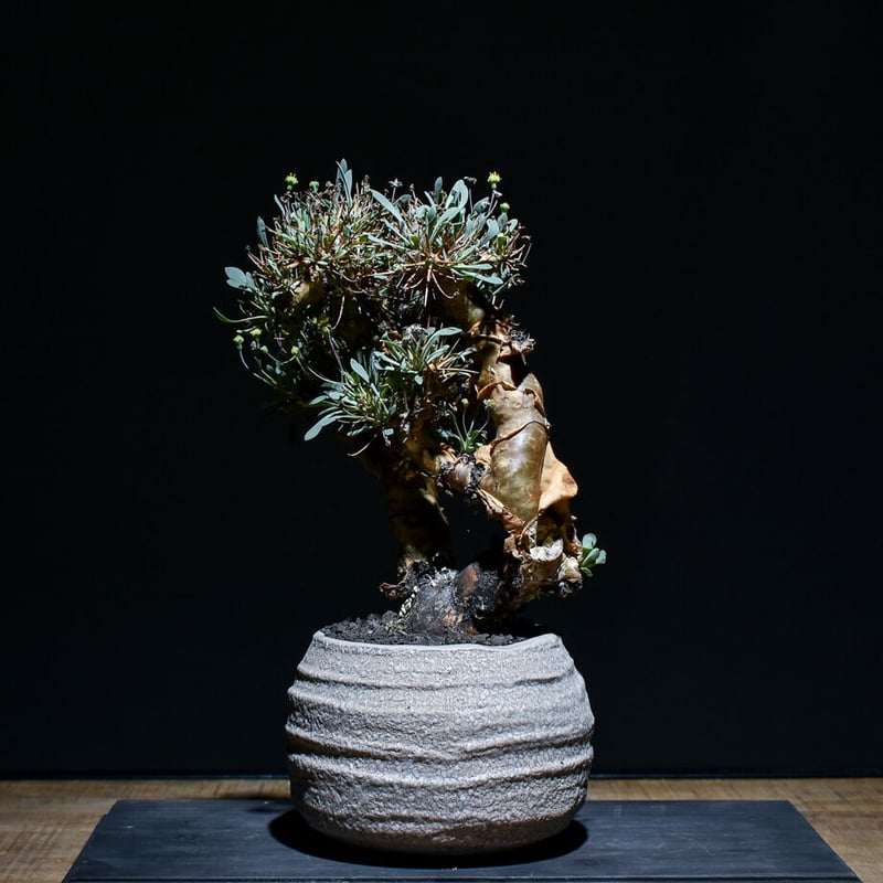 エンセファラルトス トリスピノーサス ホリダス好きにオススメ 【公式