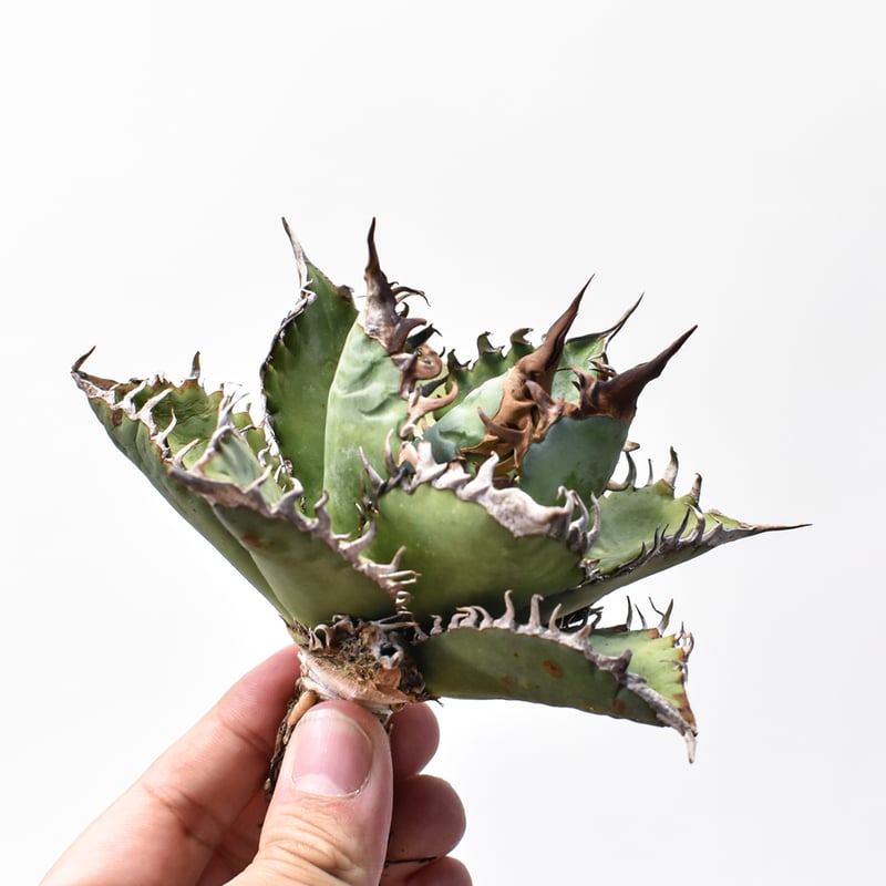 アガベ チタノタ 