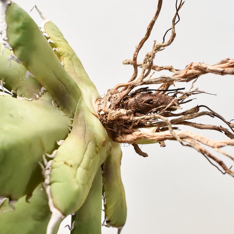 アガベ チタノタ 