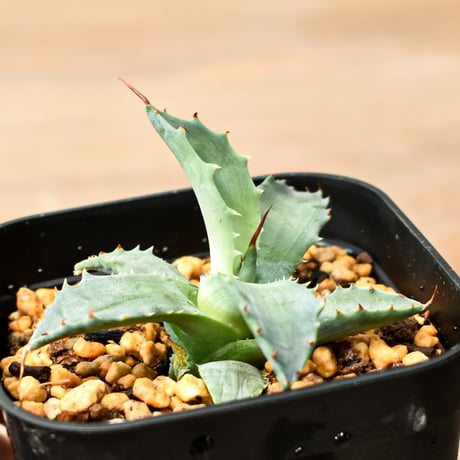 アガベ ハイブリット "魅子" (特白肌怒雷神×血妖) 【台湾huplants2010産/子株販売】RF25011827