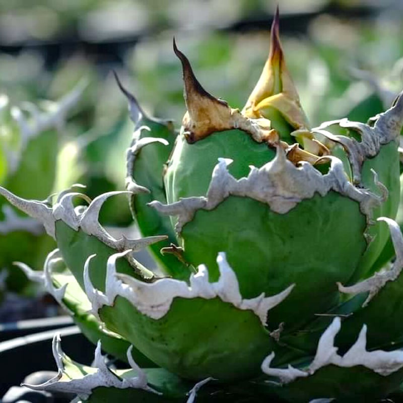 アガベ チタノタ  