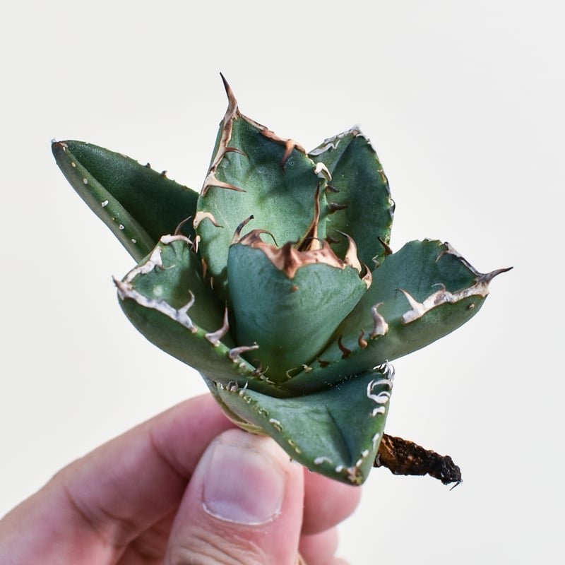 アガベ チタノタ 