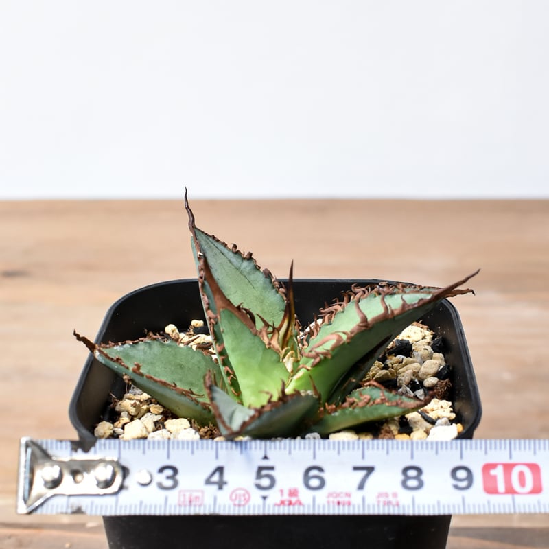 アガベ チタノタ 