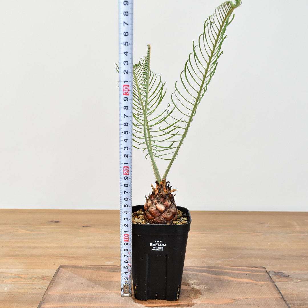 サイカス カイルンシアナ 【実生】RF25011356 | RAFLUM / ラフラム