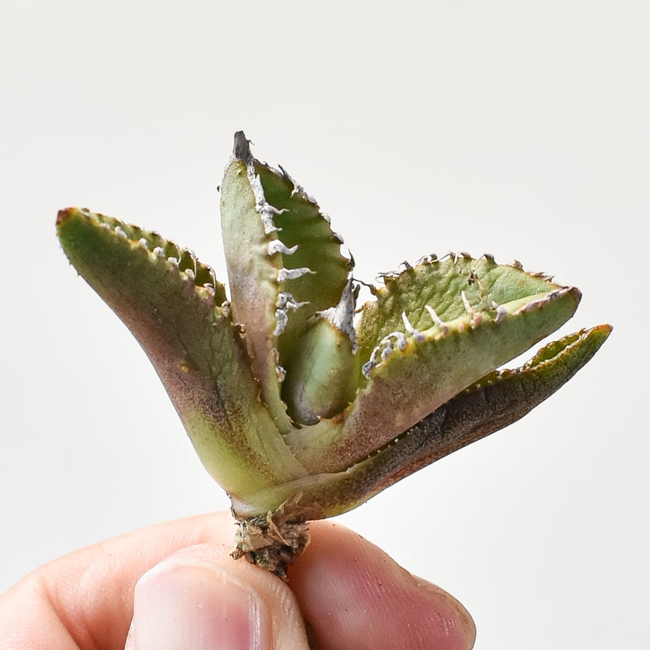 66fd2beb24537c06ee511130
