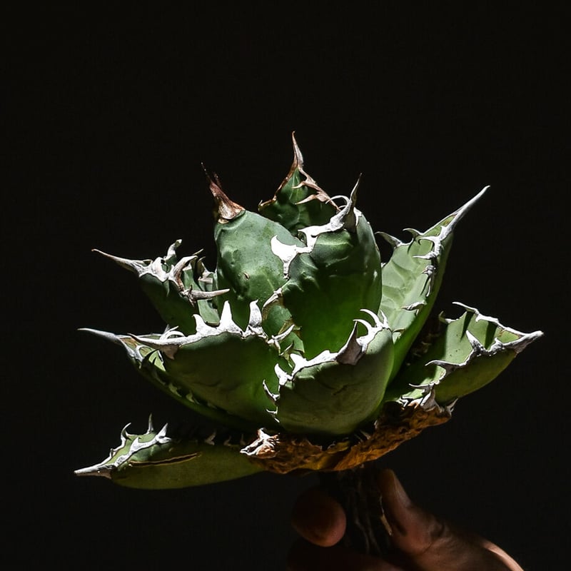 【特選】アガベ チタノタ 小島錦 超美品 アガベ チタノタ 