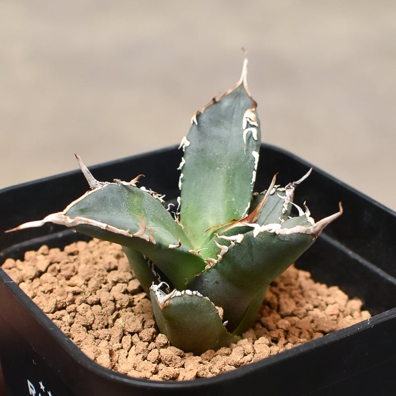 アガベ オテロイFo076 ノーネーム 白刺 チタノタ アガベ オテロイFo076 ノーネーム 白刺 チタノタ アガベ オテロイ FO