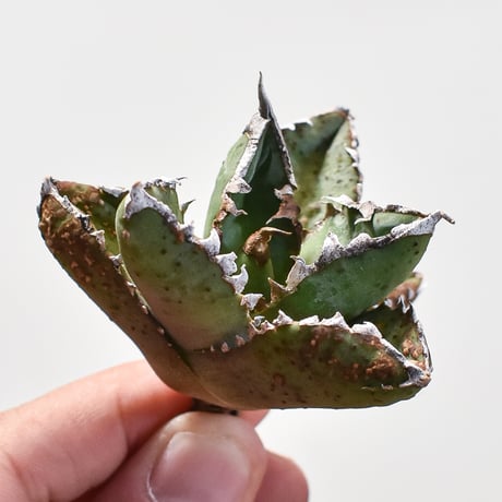 アガベ 浪人 抜き苗にて発送 子株は商品に含みません アガベ 浪人 抜き