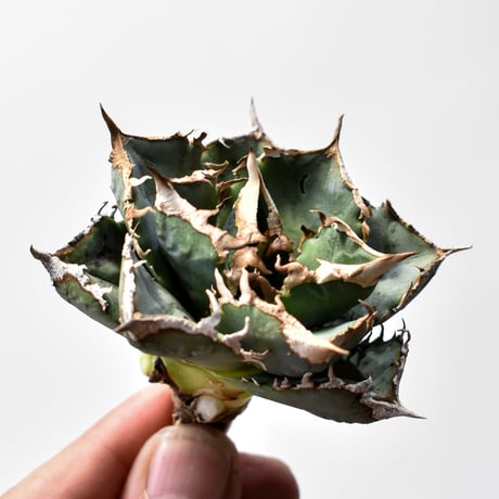 アガベ清櫻 | STORES