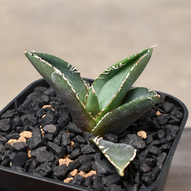 agave titanota diavolo bianco 子株 - 植物/観葉植物