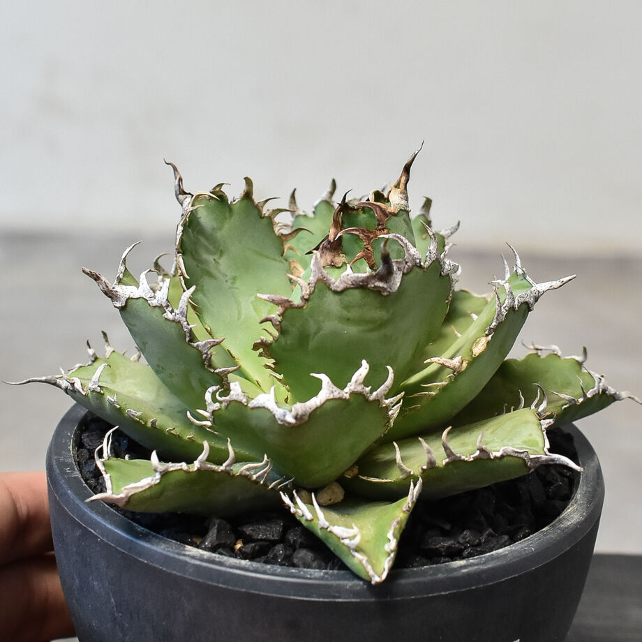 アガベ 帝釈天 覆輪 希少レア株 【公式通販】