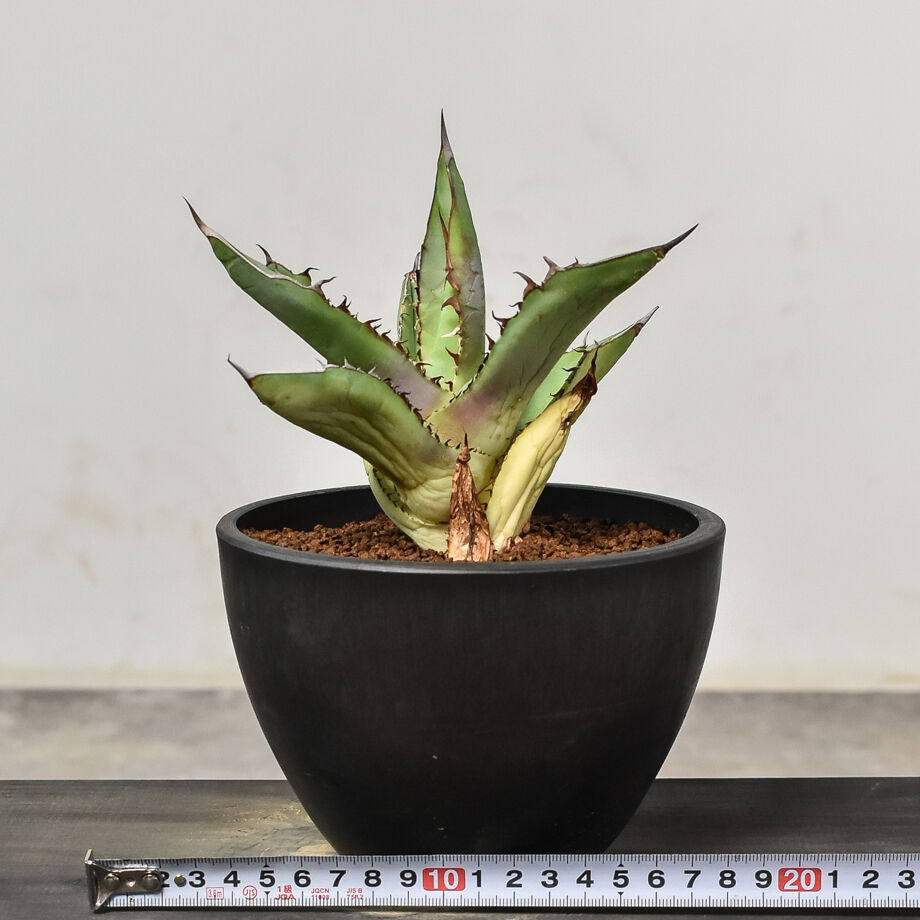 アガベ チタノタ 