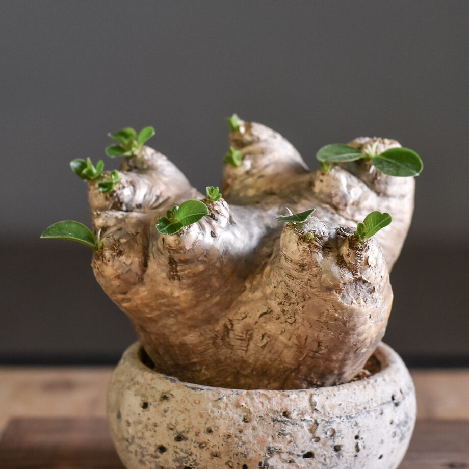 恵比寿笑い（パキポディウム ブレビカウレ）【大変希少で人気株