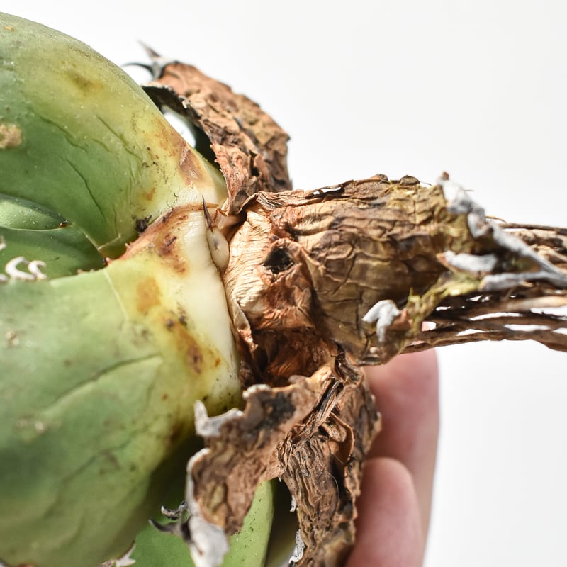 アガベ チタノタ シーザー /  