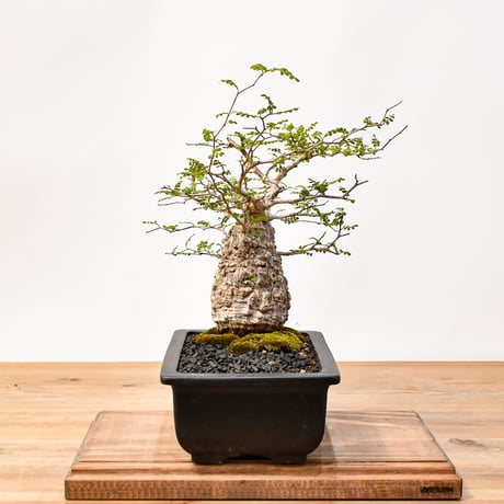 【“WACK” ON YOUR SIDE】オペルクリカリア パキプス WACK-A001