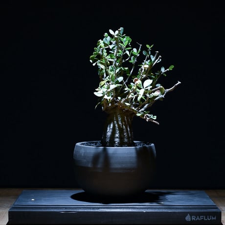 フォークイエリア コルムナリス "観峰玉" 【中株】（発根済み）RF22871