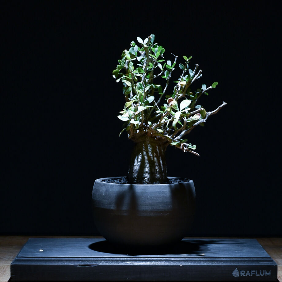 フォークイエリア コルムナリス 