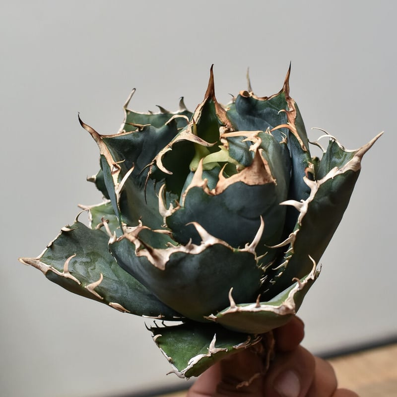 アガベ チタノタ 