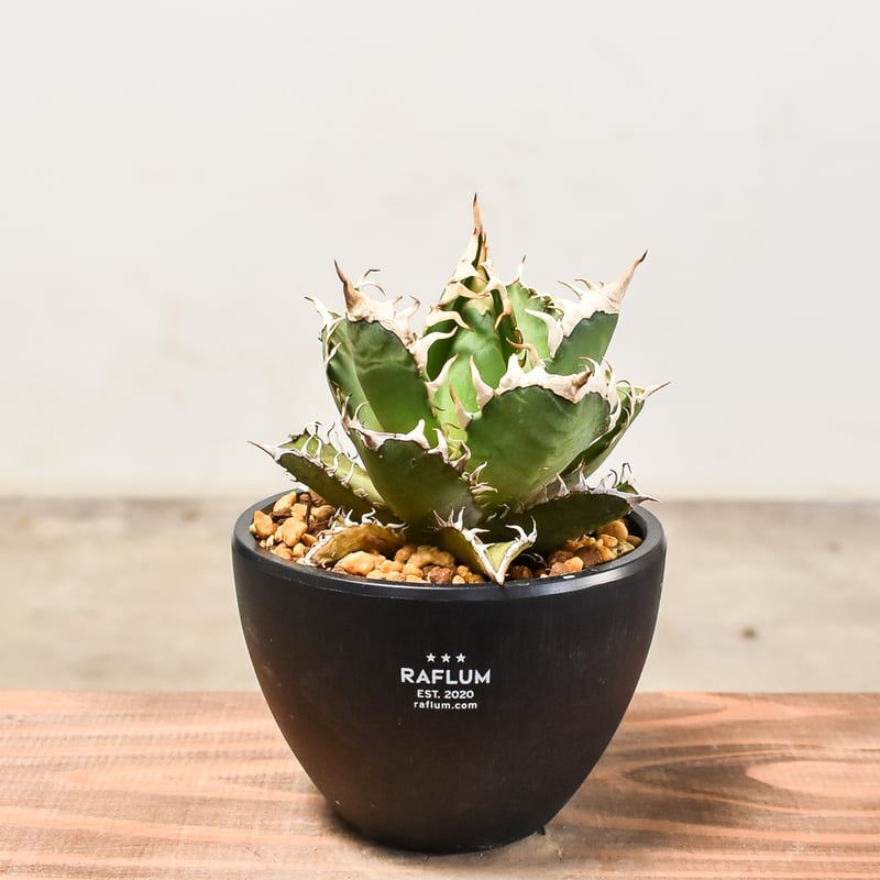 アガベ チタノタ レッドキャットウィーズル 【発根済み