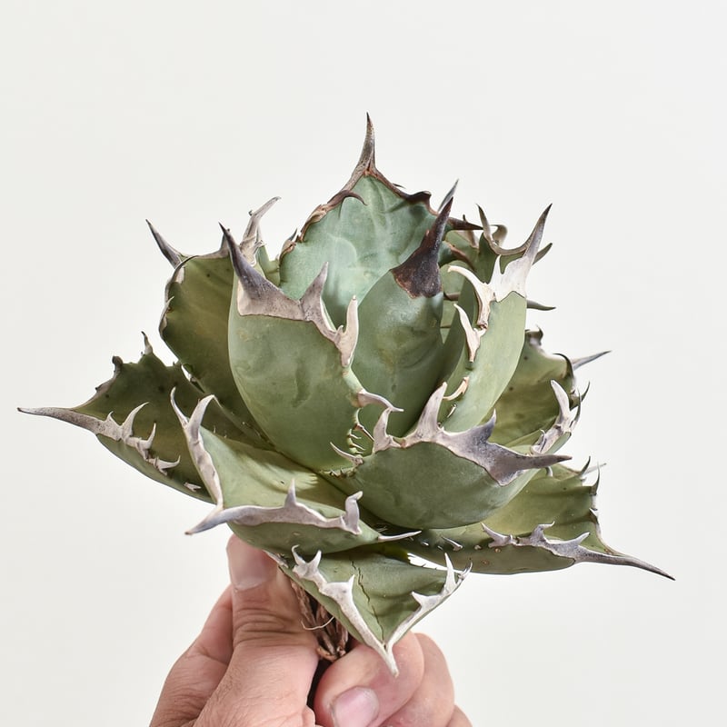 ＡＹＭ✨タイチン！激レア✨鳳凰‼️極上天眼フェニックス✨ AYM様専用✨タイチン！激レア✨鳳凰‼️極上天眼フェニックス✨