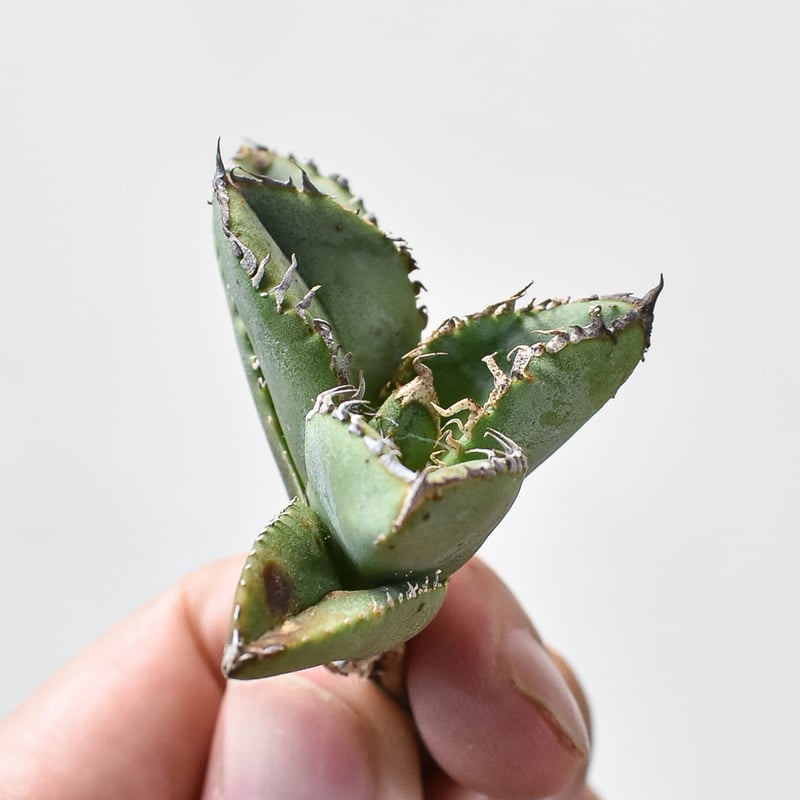 RAFLUM特選】アガベ チタノタ 麻花龍 【台湾 berlin産/子株/抜き苗】B