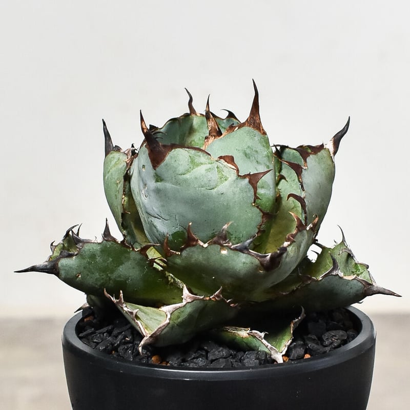 アガベ　チタノタ　ボールタイプ【特大株】 発根済み　子株あり① アガベ チタノタ ボールタイプ【特大株】 発根済み 子株あり②