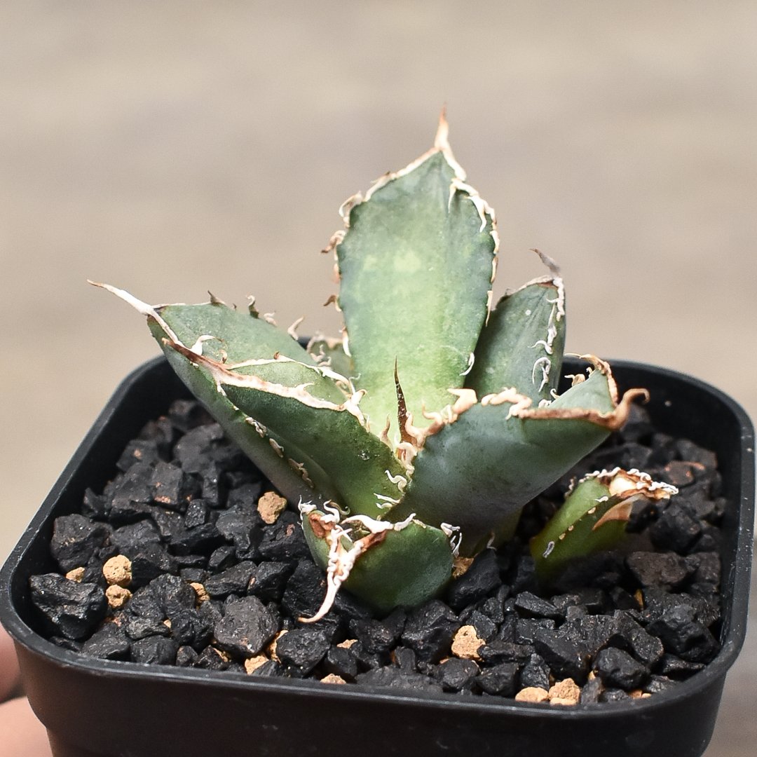 アガベ チタノタ 