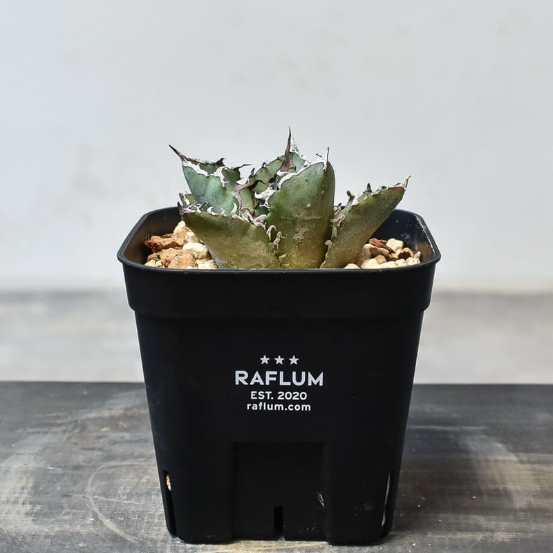 アガベ チタノタ 白鯨 N PLANTS 産 n*o様 ① アガベ ドワーフ 特大