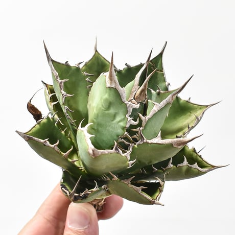 アガベ　チタノタ　魚刺　WH NURSERY アガベ チタノタ 