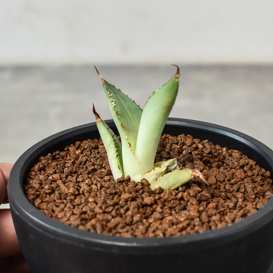 アガベ　チタノタ　大株~子株　6株セット アガベ チタノタ 6株セット 烈炎 シーザー 黒火焔 オアハカ ドワーフ×2