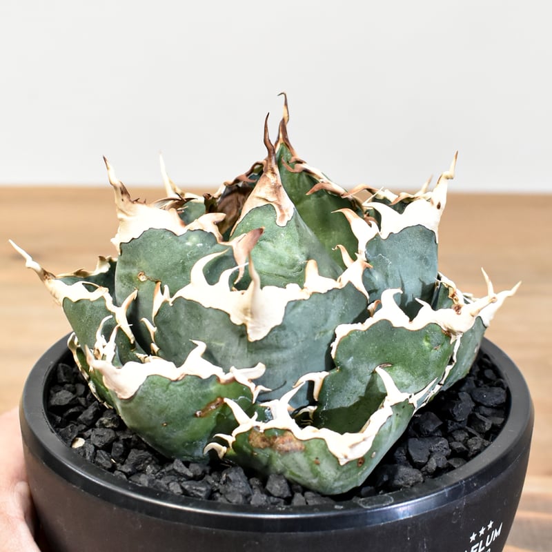 5CLAW】アガベ チタノタ “精品白鯨” 【台湾 dragon agave産/発根済み/中