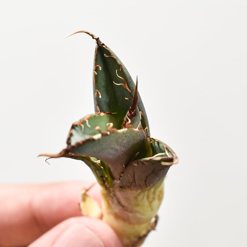 アガベ チタノタ 巨獣 【台湾 dragon agave産/抜き苗】DG2400611 | R