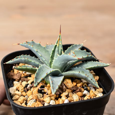 アガベ ハイブリット "特選血雷×象牙妖炎" (血斑無し個体)【台湾botanical_seeker産/選抜株】RF25011810