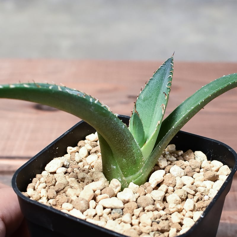 アガベ チタノタ テレサ【カリフォルニア産/子株販売/発根済み