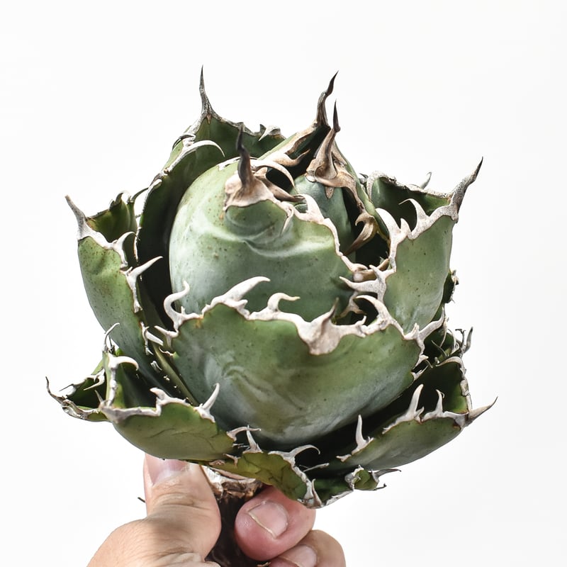 lize産　白鯨　大株 アガベ チタノタ 白鯨 lize園藝 | GREEN LUCK