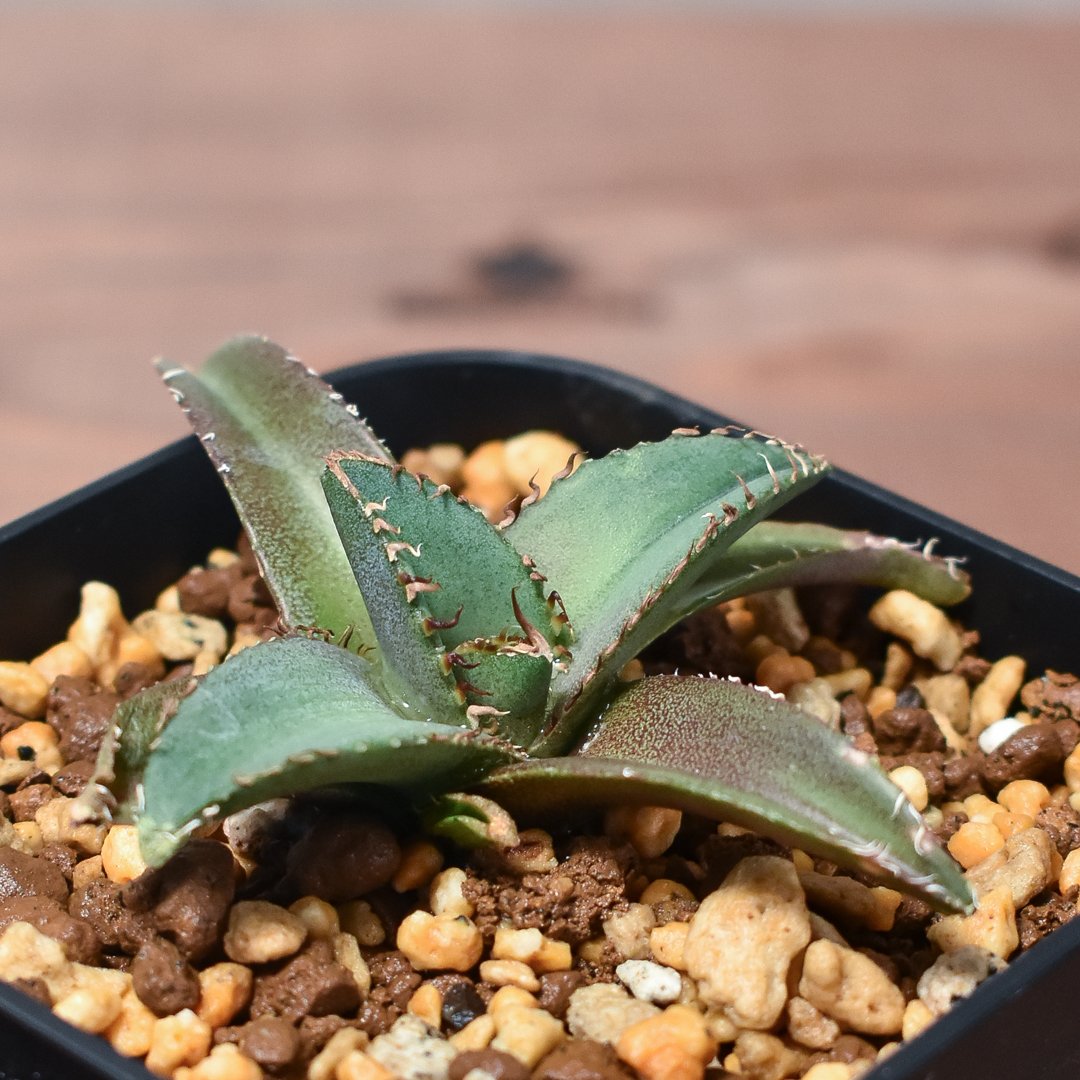 アガベ チタノタ シャークソード 