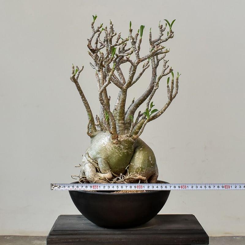 アデニウム アラビカム（発根済み）RF231014 | RAFLUM / ラフラム