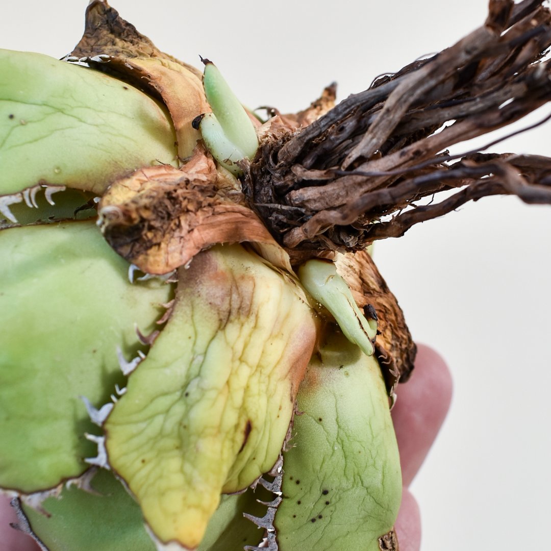 アガベ チタノタ パンダ 