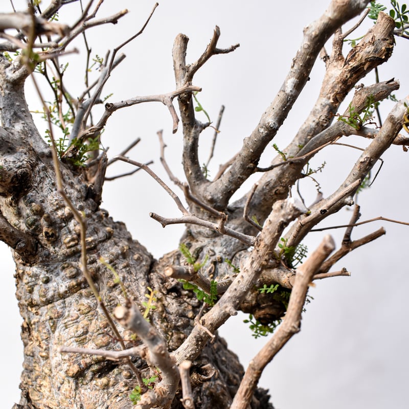 オペルクリカリア　パキプス　特大株 特大 パキプス 大株 発根管理中 オペルクリカリアパキプス