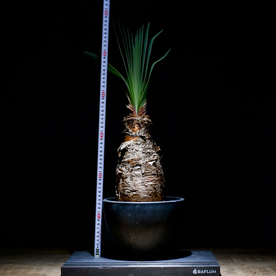 fit=scale-down,w=1200 fit=scale-down,w=1200