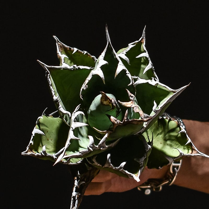 アガベ チタノタ　小島白刺　二頭　超レア株 アガベ チタノタ 特選 AGAVE 小島白刺 2頭 激レア株