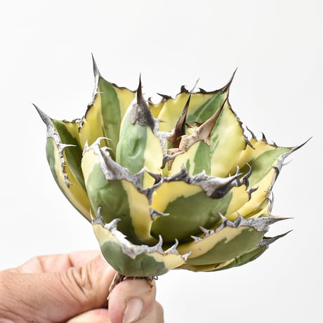 アガベ チタノタ スナグルトゥース "暴牙"【台湾 dragon agave産/中株/抜き苗販売】C DG2402827(T)
