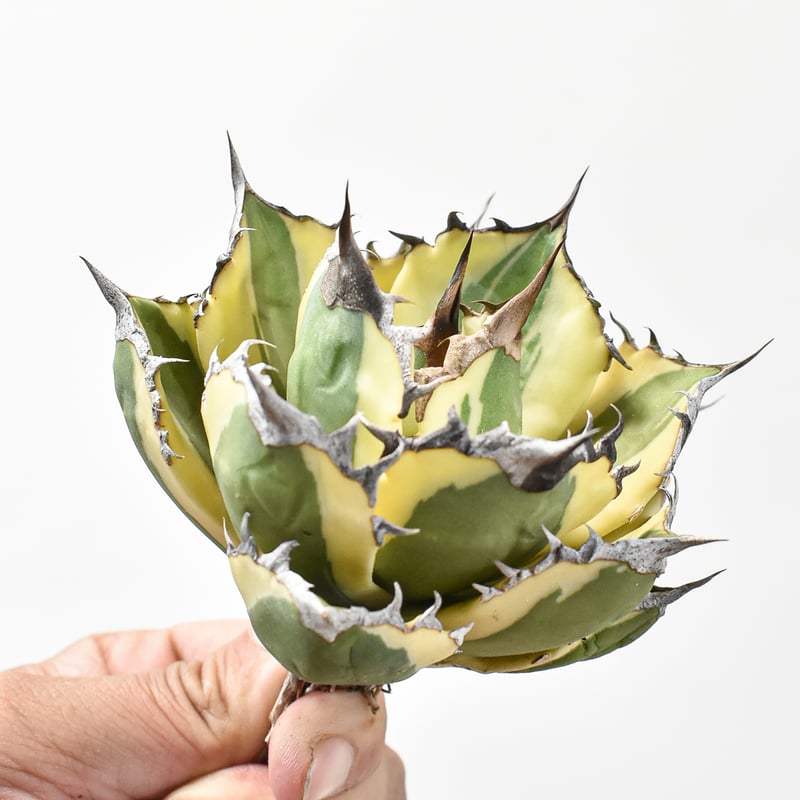 アガベ チタノタ スナグルトゥース 