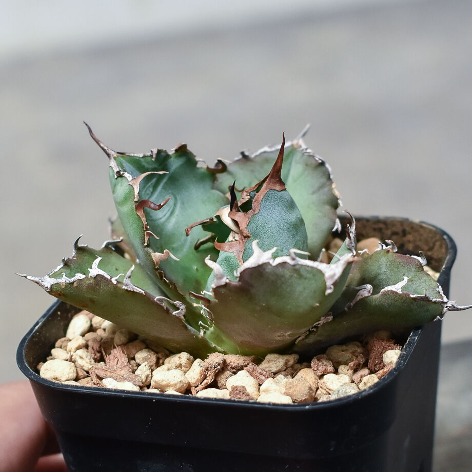 アガベ チタノタ ドワーフ 