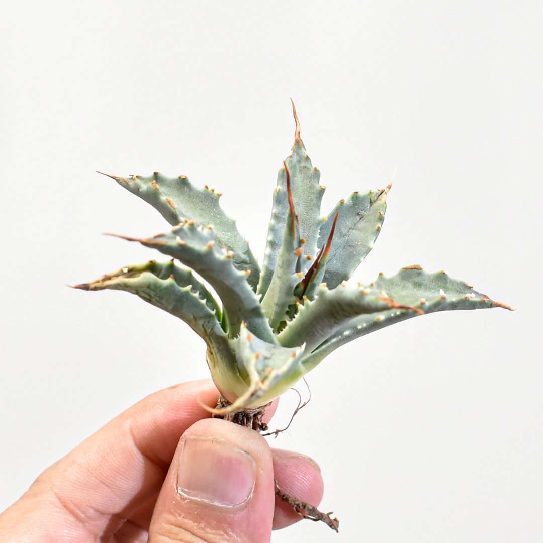 アガベ ハイブリッド　蝦蟹×血雷　子株　陽炎 アガベ ハイブリッド 蝦蟹×血雷 子株 陽炎 アガベ ハイブリッド 蝦蟹