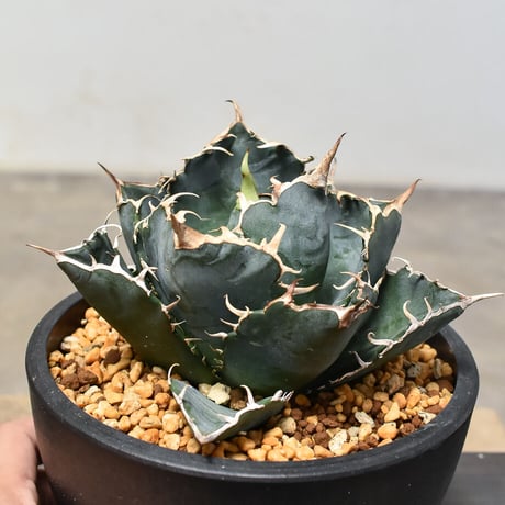 アガベ チタノタ "白鯨"  (発根済み) A RF231219