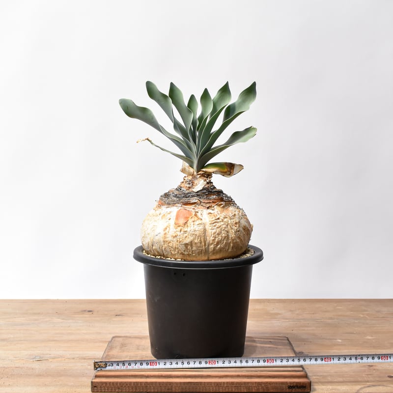 ブーファン ハエマンソイデス 