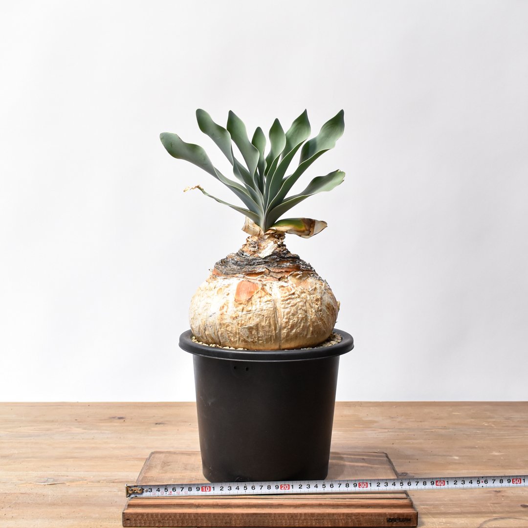 ブーファン ハエマンソイデス 