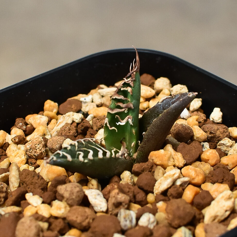 アガベ チタノタ　シーザー アガベ チタノタ 